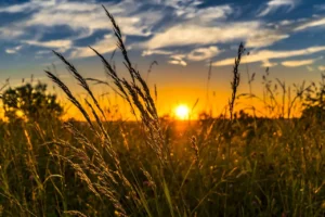 Felicitaciones para Ingenieros Agrónomos: Inspira y Celebra sus Logros