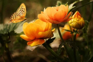 Frases de mariposas en el alma: reflexiona y encuentra paz interior